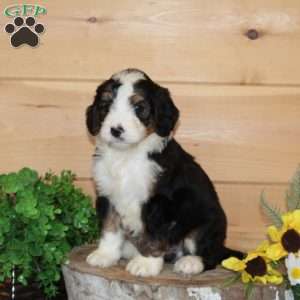 Plum – F1, Bernedoodle Puppy